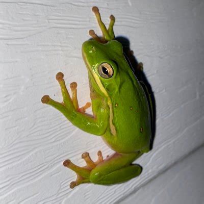 r/weeviltime|Jo (@weeviltime) / Twitter.
